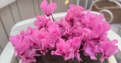 ＊100日咲き続けシクラメン〝プディムーラン〟