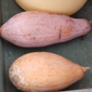 コリアンズッキーニの種取り