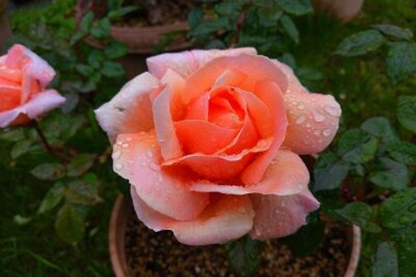 ミセスケイの薔薇コラム ローズマリーハークネス