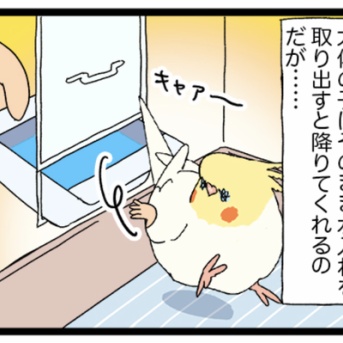 立ち退き拒否バード✋ シロハラインコちゃん