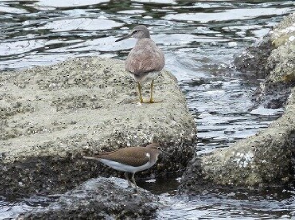 2026年8月28日の野鳥公園
