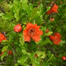 ザクロの花咲く花見山