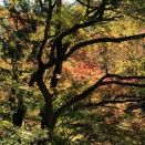 １本の木にも個性や秋の森