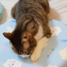意外と乗らない猫。