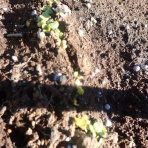 果樹と野菜の栽培時々釣り、横須賀(新)