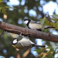 2026年10月16日の野鳥公園
