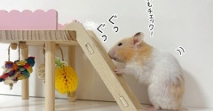 今日のプリン(8/28追記)