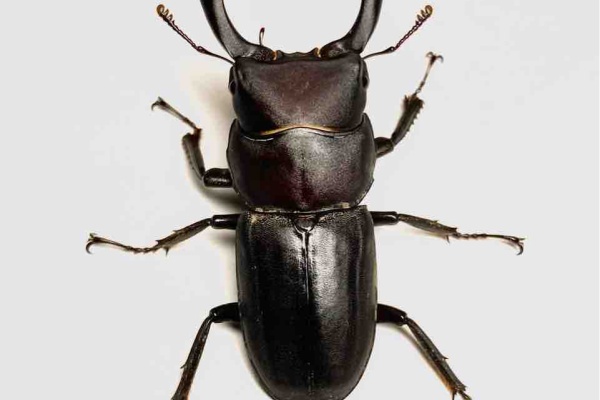 黒虫農場 - 飼育記