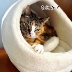 猫とお酒と日々のこと