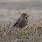 神戸の玉手箱 Vol３