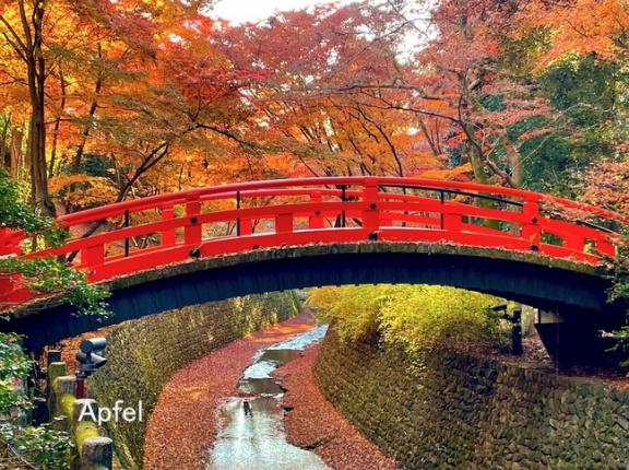 北野天満宮のもみじ苑が素晴らしかったです