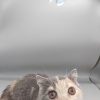 ���ޤ�顢�ð夵���顣