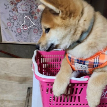 【里親募集！】生後3ヶ月の柴犬（女のコ）
