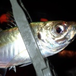  釣果で証明する釣りの理論 ── 私が思うところ。