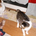 猫に小判を与えたら。 埋蔵金：千八百八拾九両　開けろ入れろぉ～、言ぅ～ときながらぁ・・・。