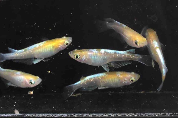 めだかライフ めだかの種類