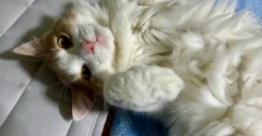 猫のための暑さ対策いろいろ