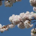 内園の八重桜　15日でしたが・・・。