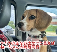 ガオの遺伝子多め部分