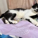 里親さんを待ってる猫たち(12/6)