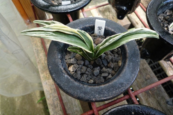 万年青 神奈川県支部の有志 - 2014年09月