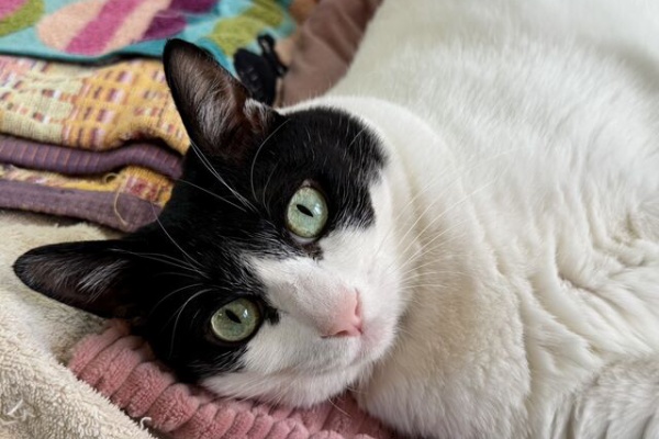 ねこ 猫 ネコ好きは とまらニャィッ♪