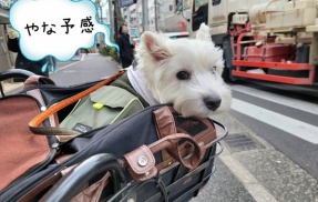 透明人間になりたかった僕。