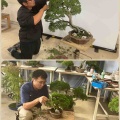 夏の真柏透し手入れ・レンタル盆栽の“床屋さん“
