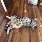 ねころぐ ～にゃんごくLife @クアラルンプール～