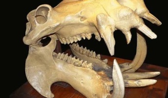 【画像】どう見てもモンスターにしか見えない骨格がこちらwwwwwwwwww