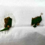 風の動物病院のブログ
