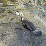 凧男（定年からの凧遊び）