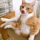 ぐいぐい抱っこされに来る猫。