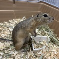  新しい小動物の紹介です🐹