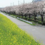 『一気に春が加速！グラウンドは週末へ向けた準備着々』の画像