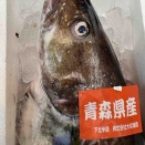 本日のおすすめ