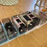 『地域猫のTNR活動を行いました』の画像