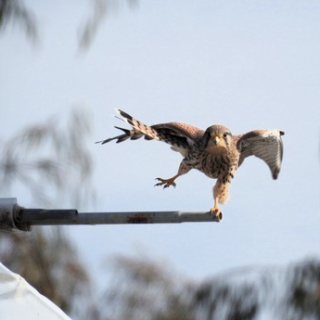 土佐料理　旬の鰹がゆく！