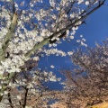 お花見！