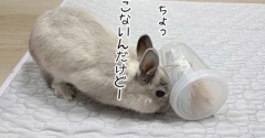 うさぎのルリ(6/7追記)