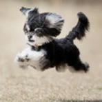 わんわんアイランド淡路島