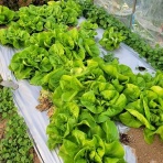 医食同源里山日記