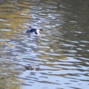 ミコアイサ♀、キセキレイ、上空のハイタカ、ジョウビタキ♀など