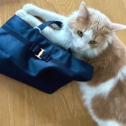 メルちゃん、バッグを持ってお出かけですか？