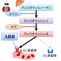 降圧薬の合剤に関して