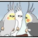 静かに驚いている、オカメインコ