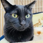 annex ニャンコのずっとのお家探し。