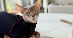 ぼくちん、献立のアドバイスをしてくれる？