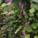 葛の花