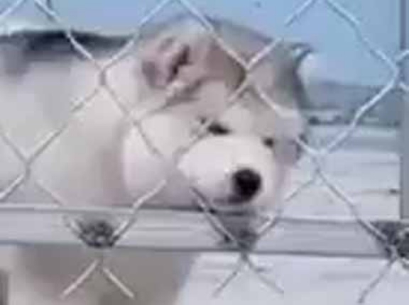 モフモフな子犬がフェンスの向こうにいた。あなたは猫と違うよ！ → こうなります…